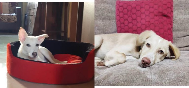 Doggy Adoption Alert!