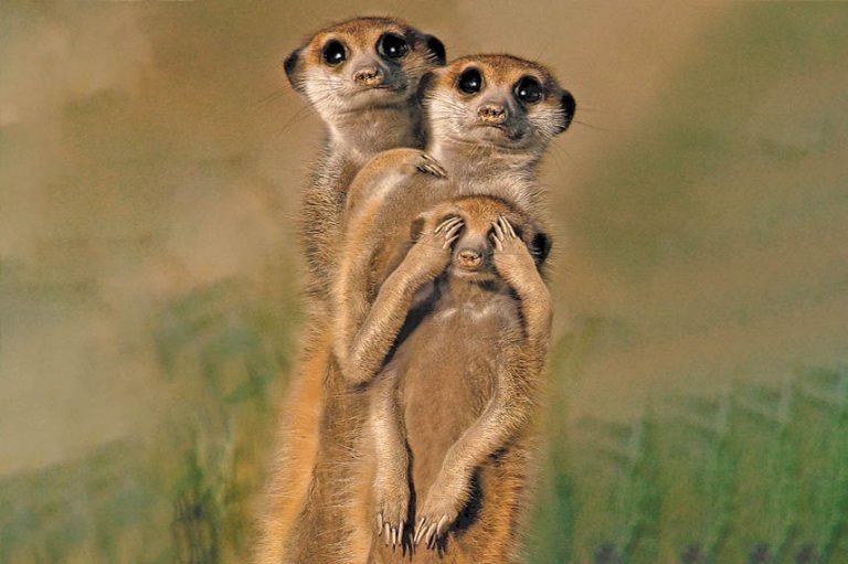 Caption This – 27th March