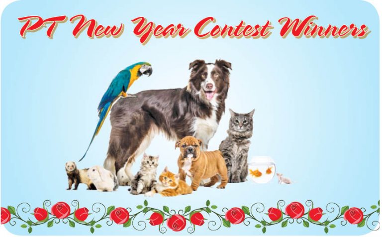 Parsi New Year Contest Winners 2021 Results