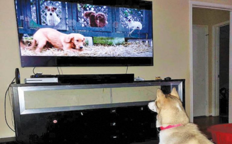 Pet Puja: Fun Things To Do At Home With Your Pooch!