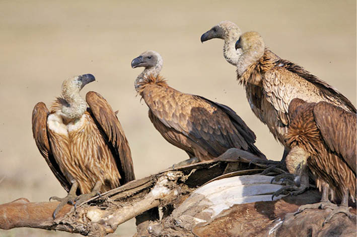 Mah Govt. To Try Reviving Vulture Population