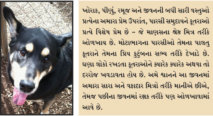 પારસીઓનો કૂતરાઓ પ્રત્યેનો પ્રેમ અને તેમનું ધાર્મિક મહત્વ