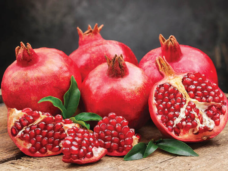 Urvaram – The (Sacred) Tree