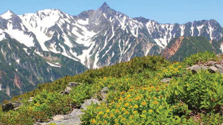 In Search Of Sanjeevani!