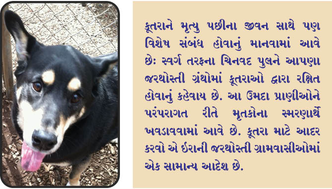 પારસી ધર્મમાં કૂતરાઓનું મહત્વ